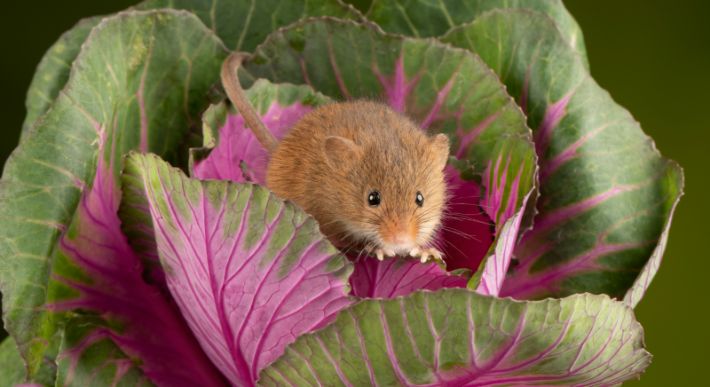 Le piante di Darwin e i topi di Leopardi: la natura secondo Antonella Anedda