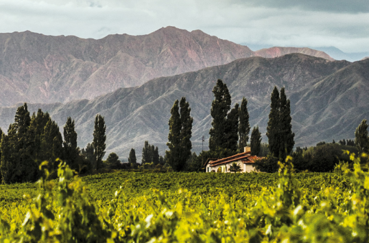 Vino amaro. Una storia di emigrazione e dittatura